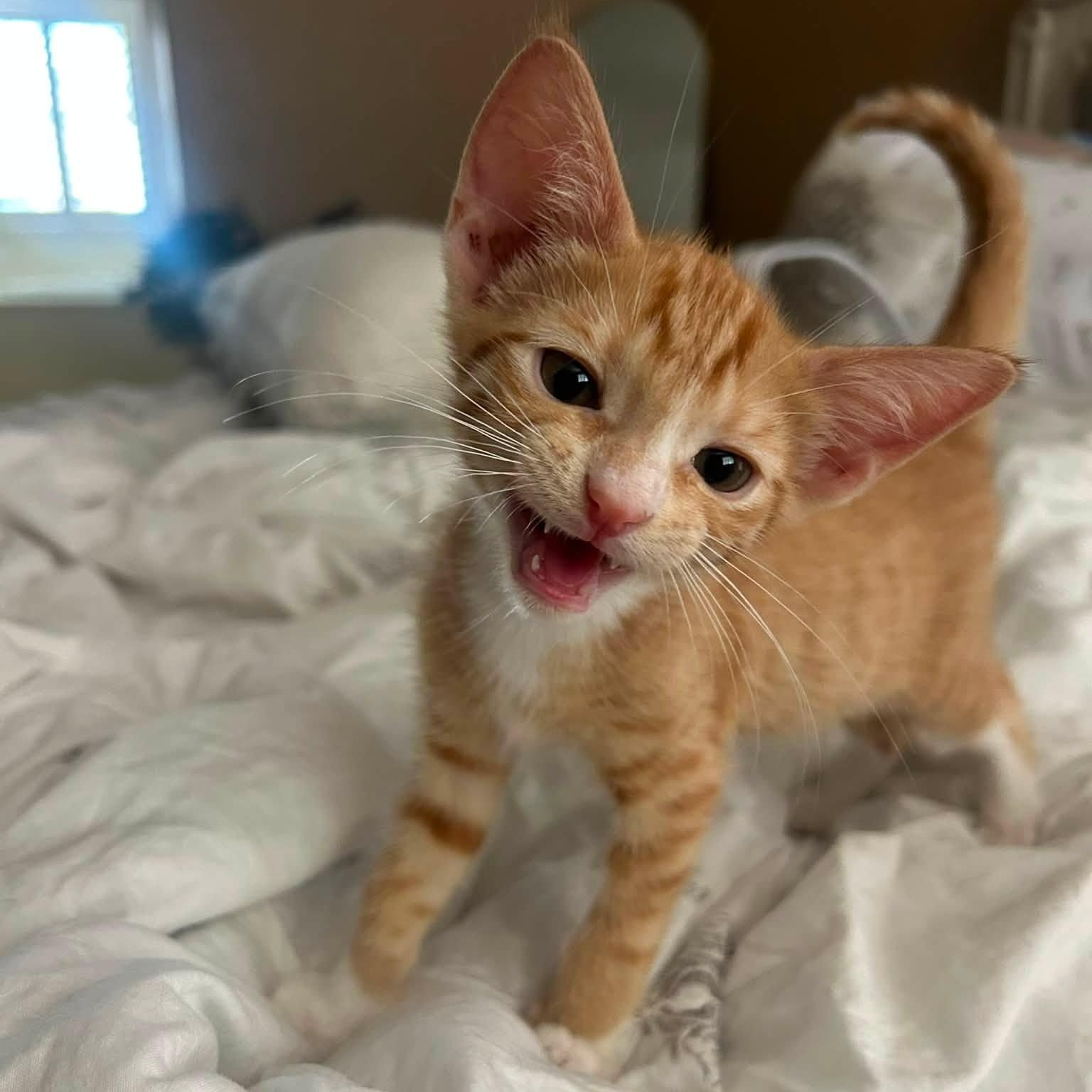 Milo, adopted, Kitten Male Domestic Short Hair.