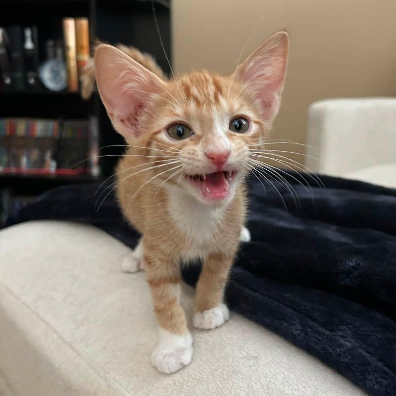 Milo, an adopted Domestic Short Hair in Queen Creek, AZ image 6/6