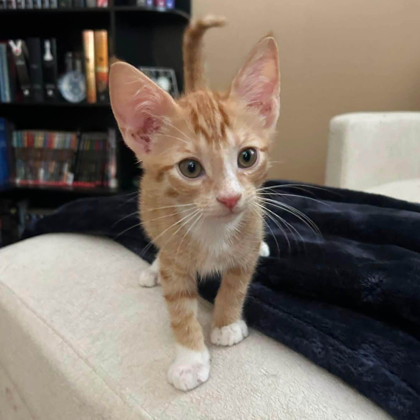Milo, an adopted Domestic Short Hair in Queen Creek, AZ image 5/6