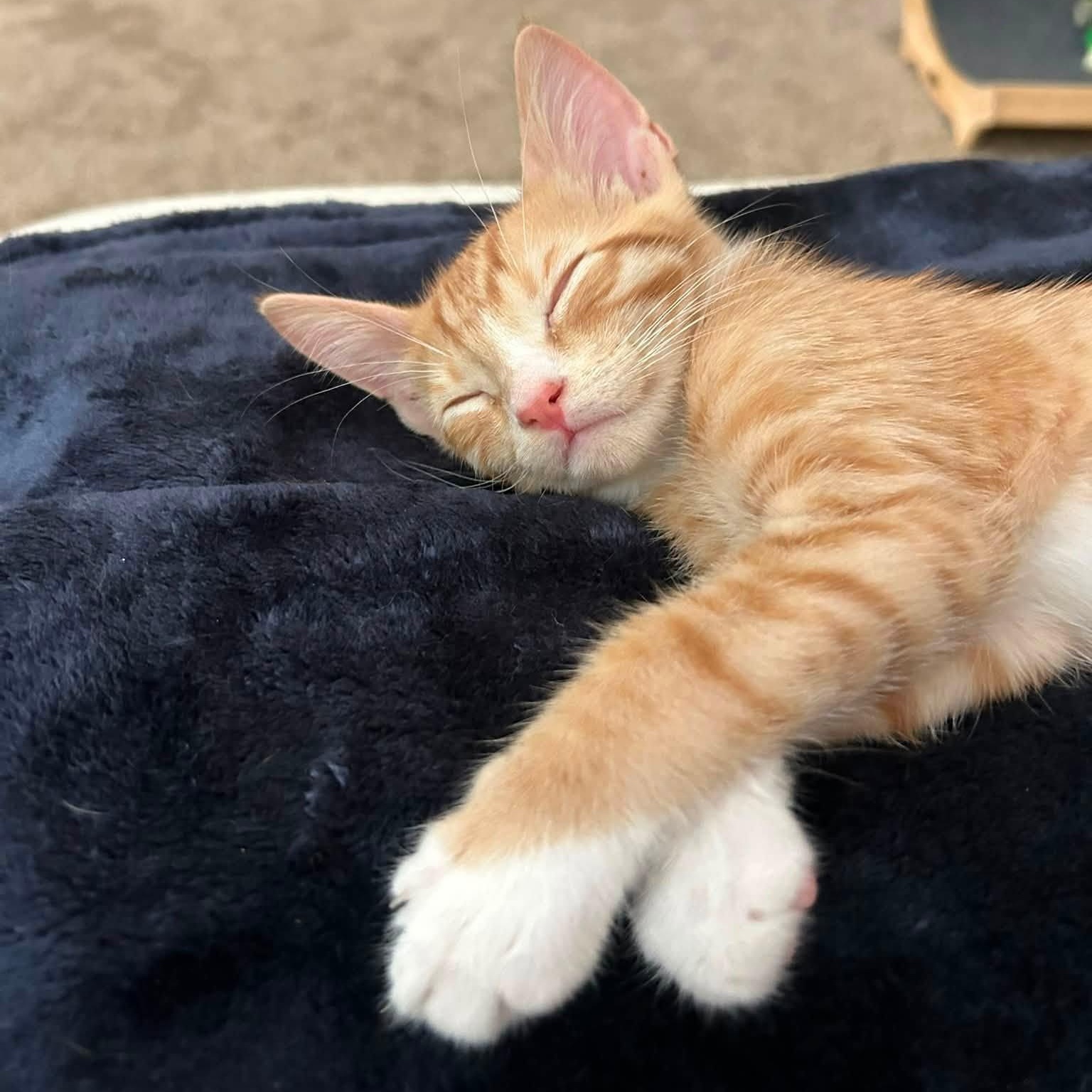 Milo, an adopted Domestic Short Hair in Queen Creek, AZ image 2/6