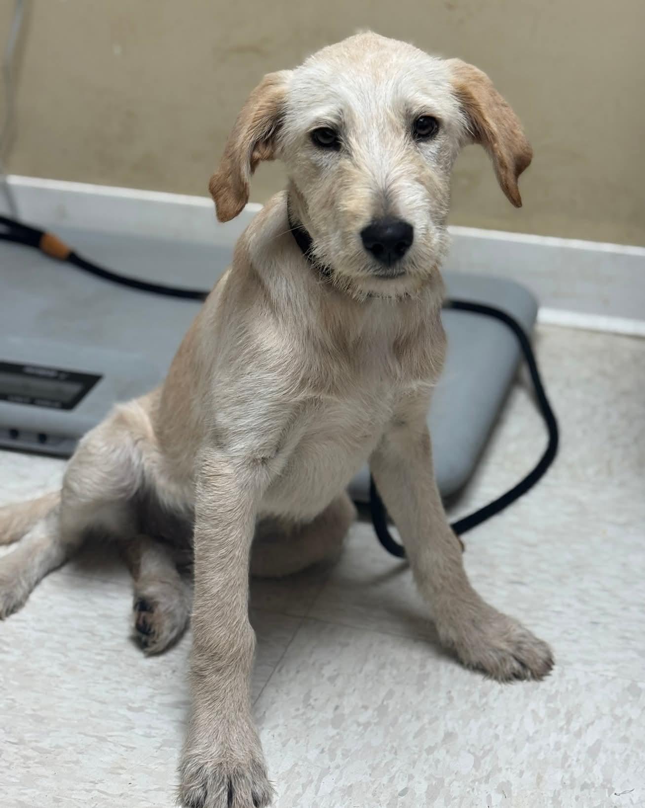 Salty , adopted, Puppy Female Mixed Breed.
