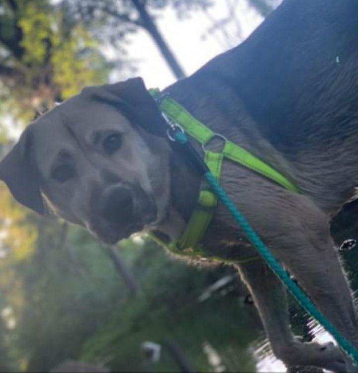 Nala *Courtesy post*, Adopted, Young Female Great Pyrenees & German Shepherd Dog.