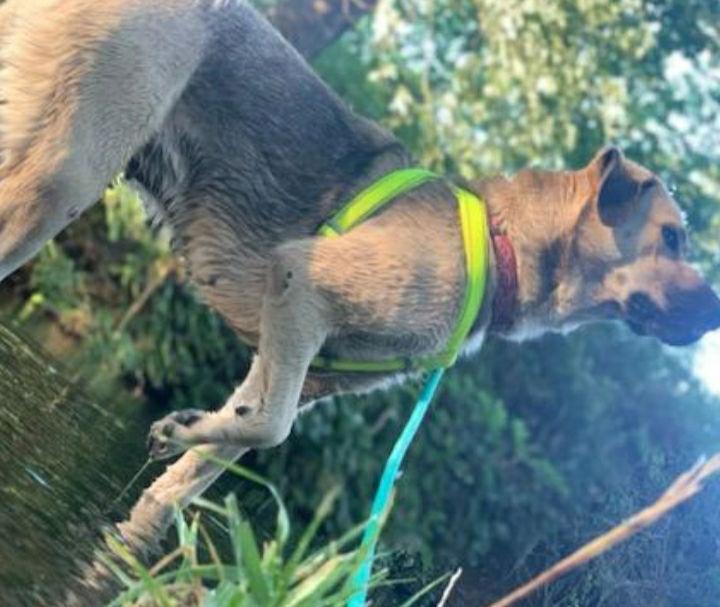 Enlarge Nala *Courtesy post*, a Adopted mixed breed in Redding, CA image 2/4