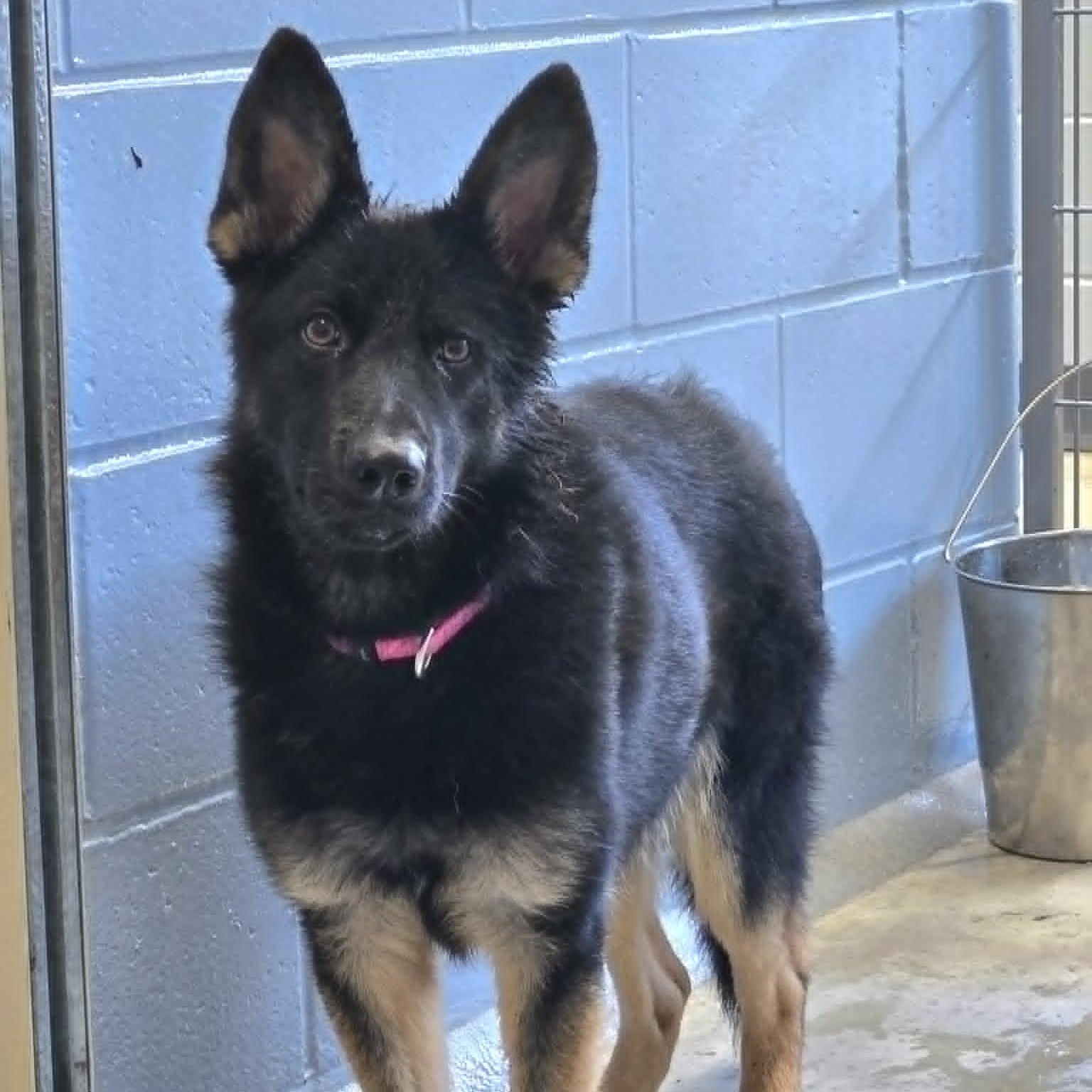 Enlarge Veda, a Adoptable mixed breed in Watertown, WI image 2/5