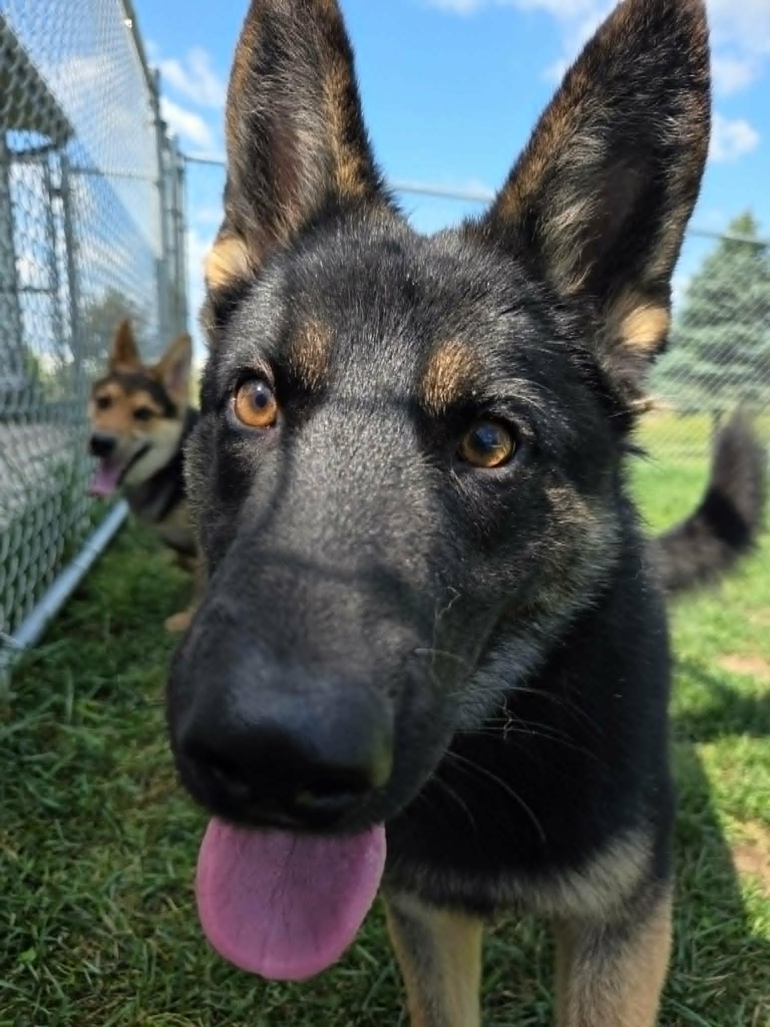 Enlarge Veda, a Adoptable mixed breed in Watertown, WI image 4/5