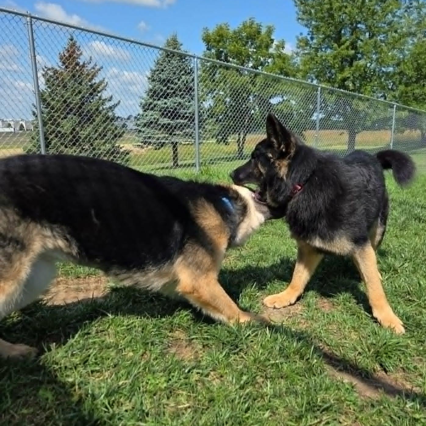 Enlarge Veda, a Adoptable mixed breed in Watertown, WI image 5/5
