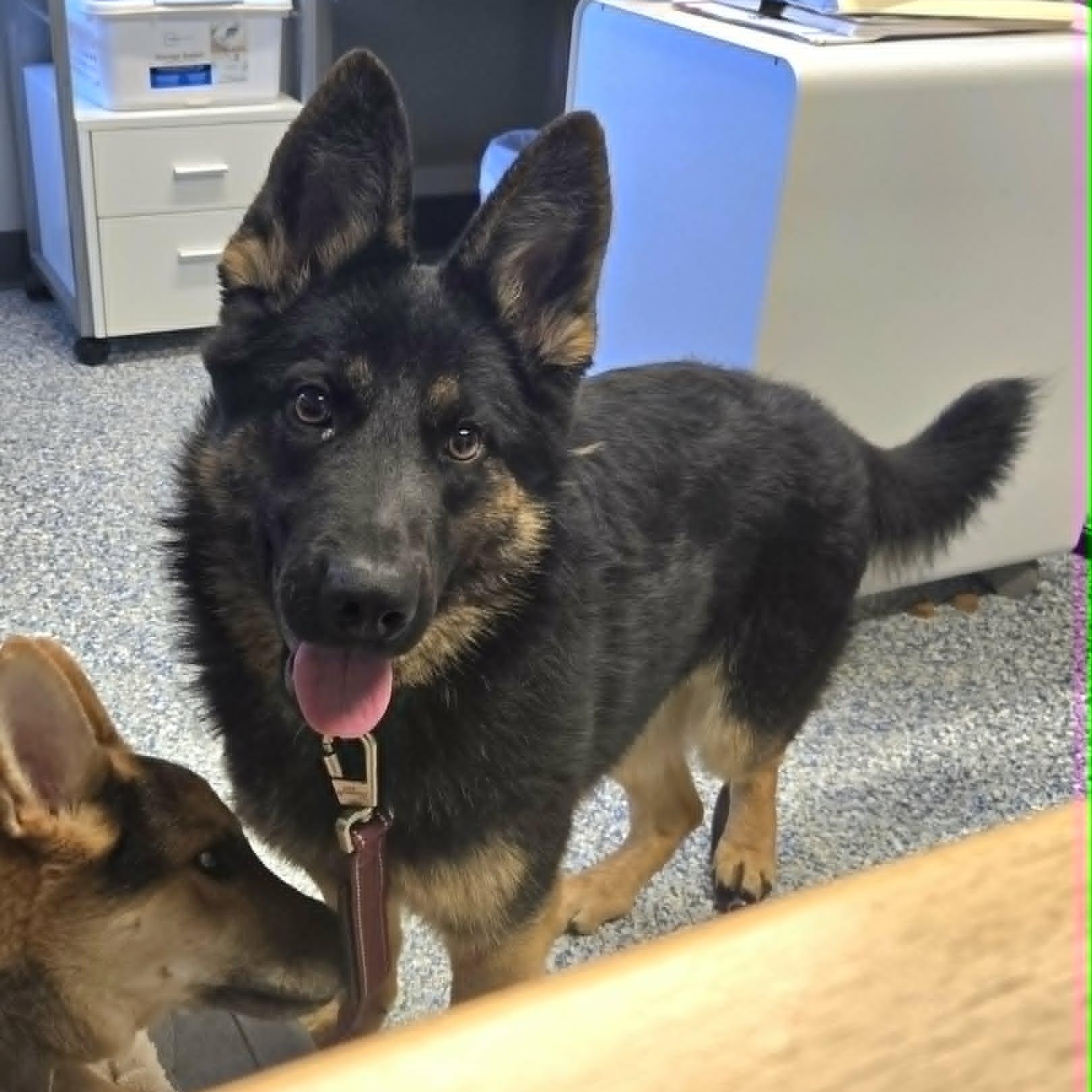 Veda, Adoptable, Young Female German Shepherd Dog.