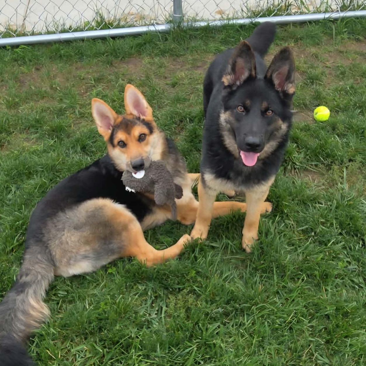 Enlarge Veda, a Adoptable mixed breed in Watertown, WI image 3/5