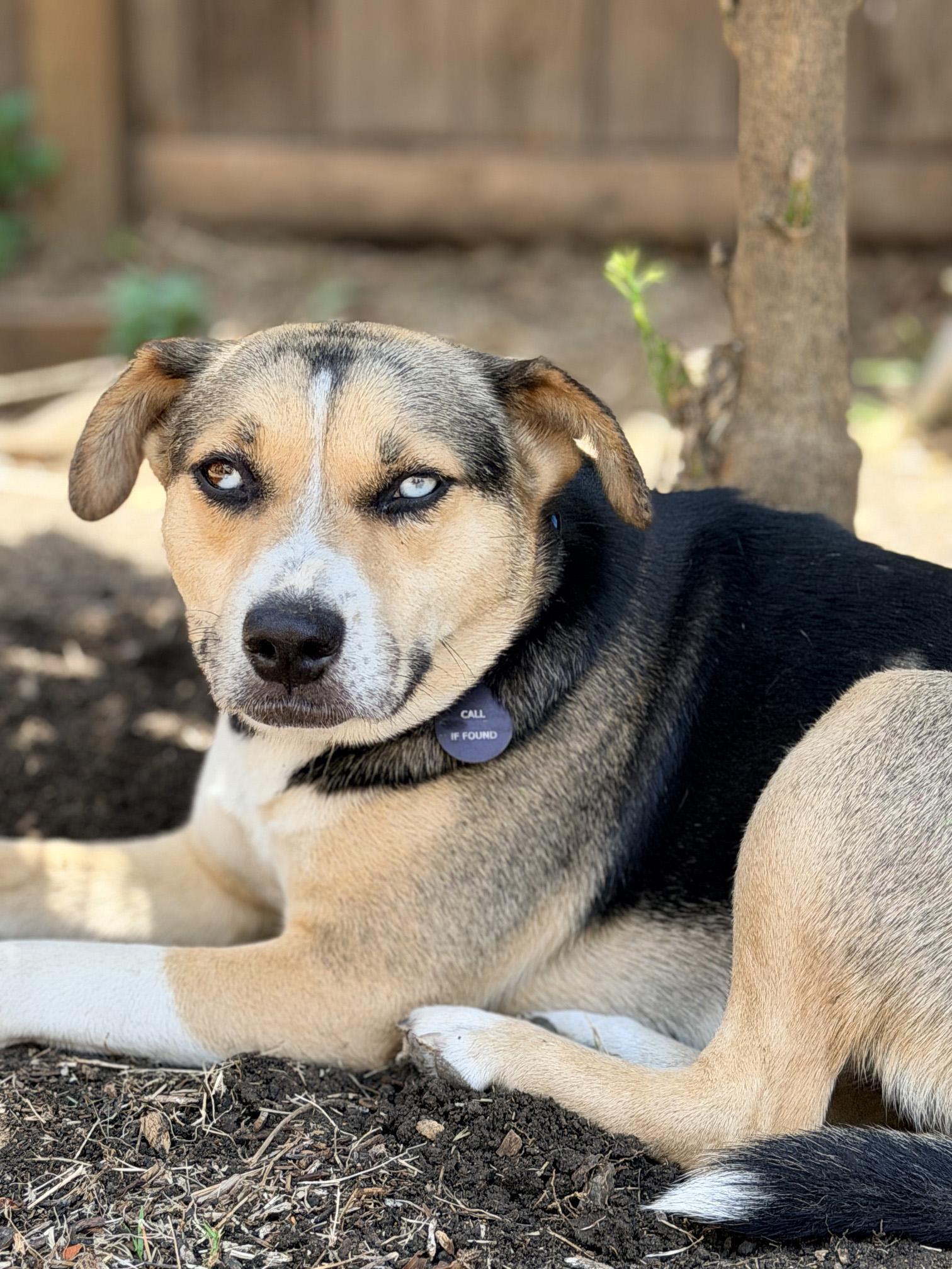 Maggie, a ADOPTABLE mixed breed in Burbank, CA image 1/5