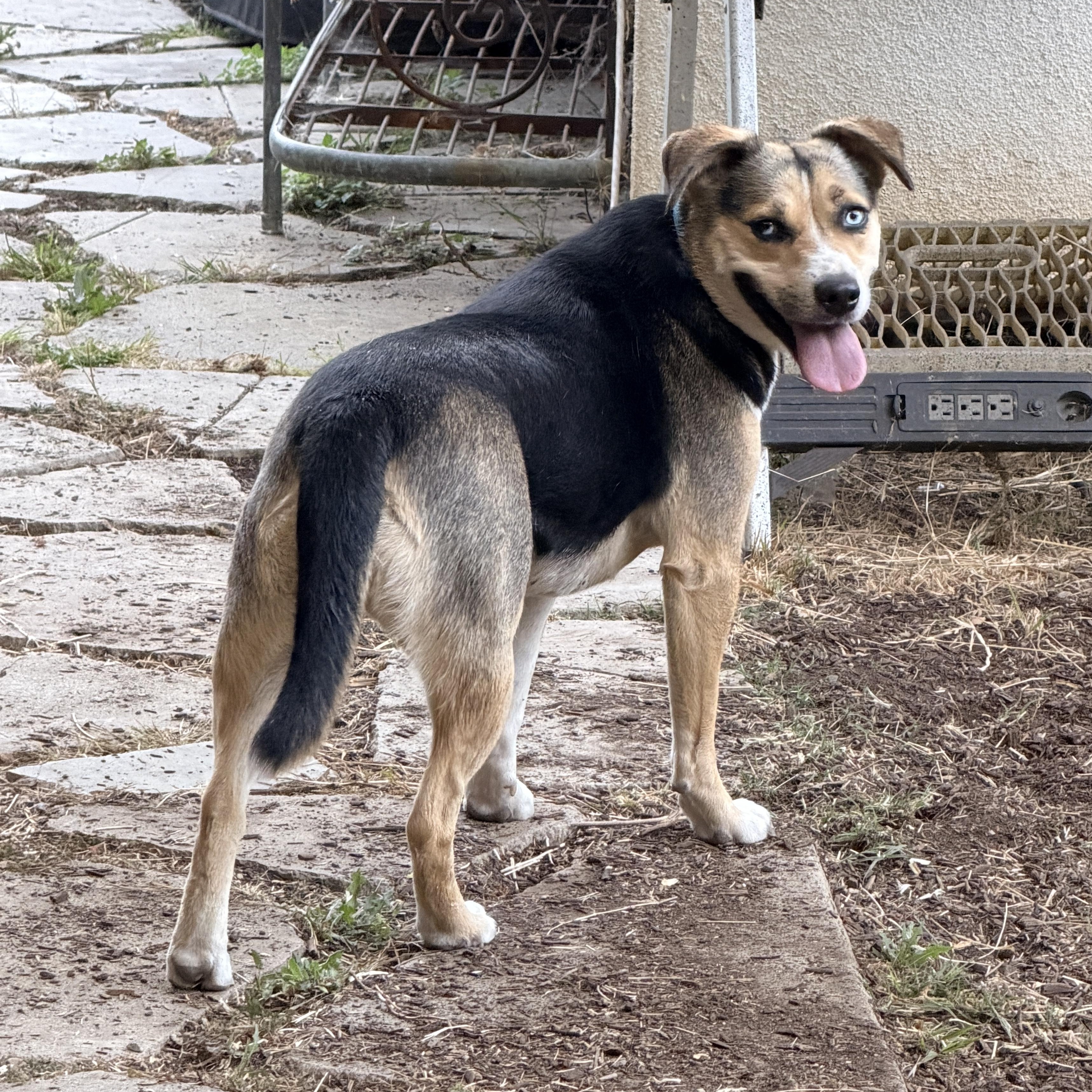 Maggie, a ADOPTABLE mixed breed in Burbank, CA image 3/5
