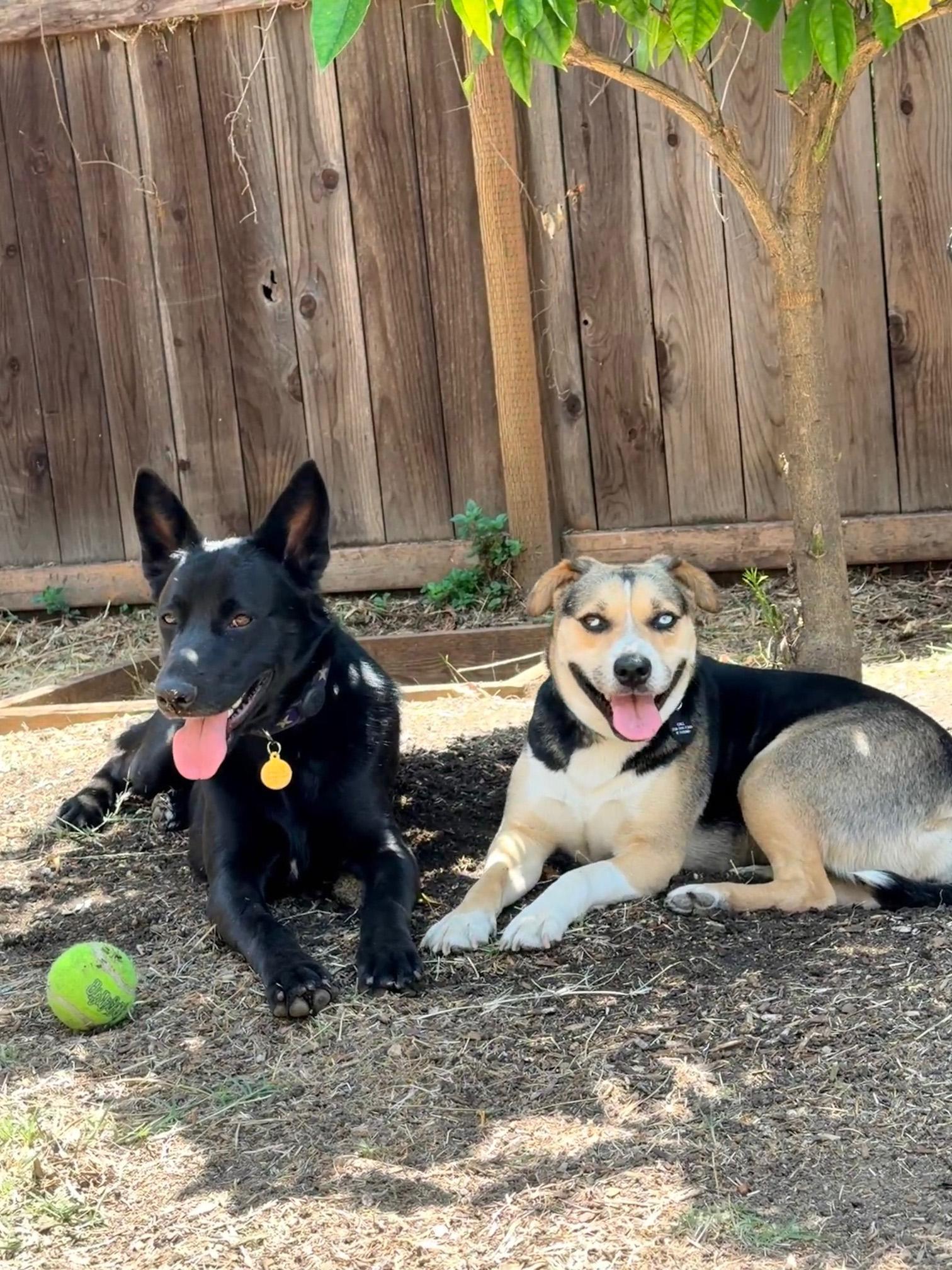 Maggie, a ADOPTABLE mixed breed in Burbank, CA image 2/5