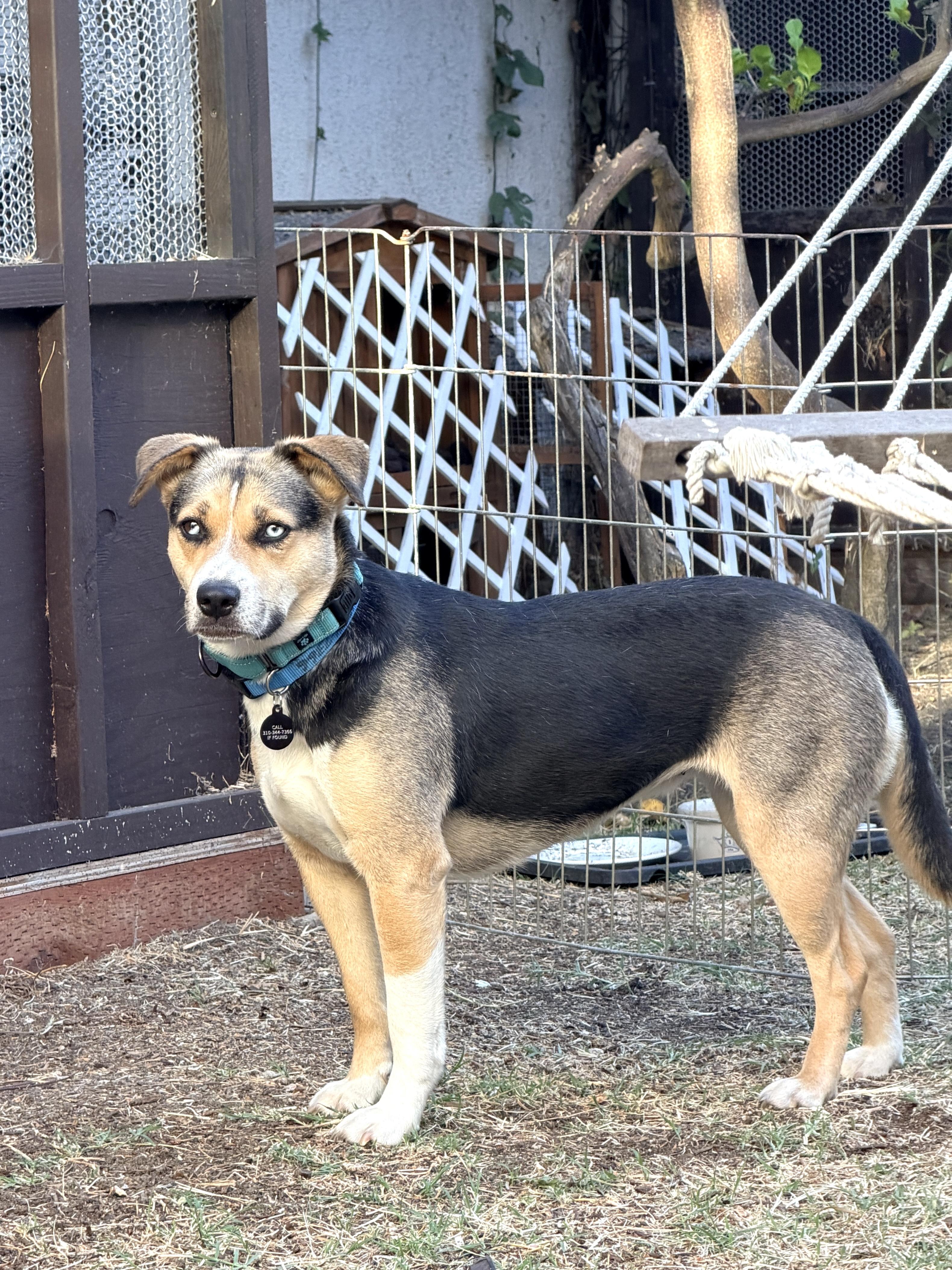 Maggie, a ADOPTABLE mixed breed in Burbank, CA image 4/5
