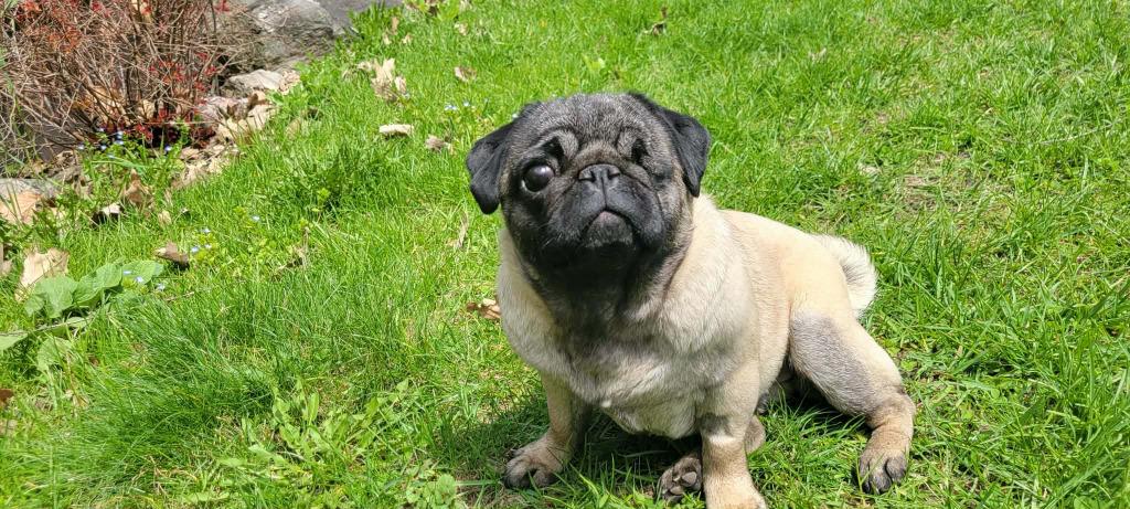 Enlarge Mimi, a Adoptable Pug in Toronto, ON image 1/6