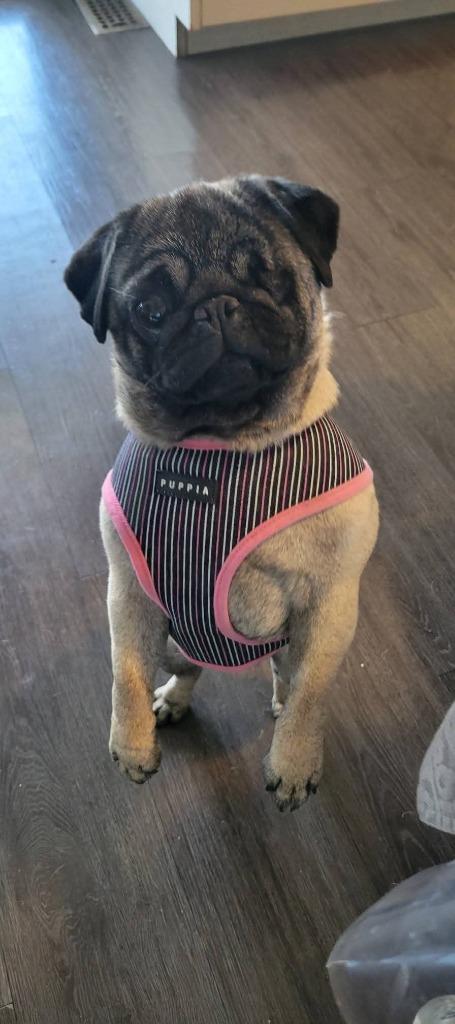 Enlarge Mimi, a Adoptable Pug in Toronto, ON image 2/6