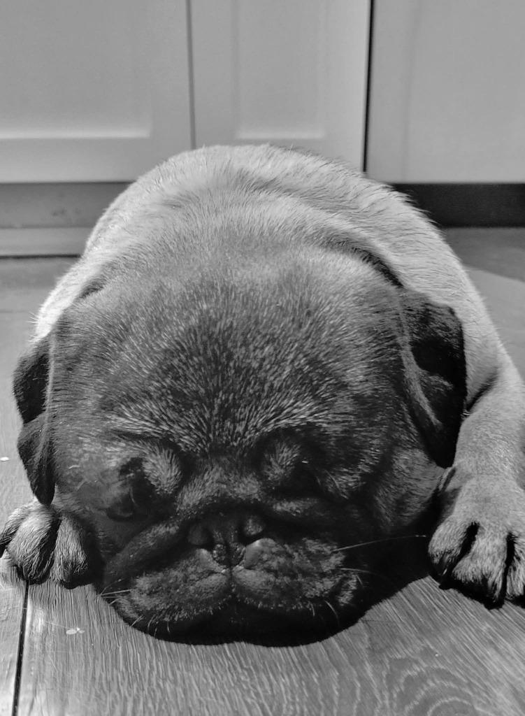 Enlarge Mimi, a Adoptable Pug in Toronto, ON image 3/6