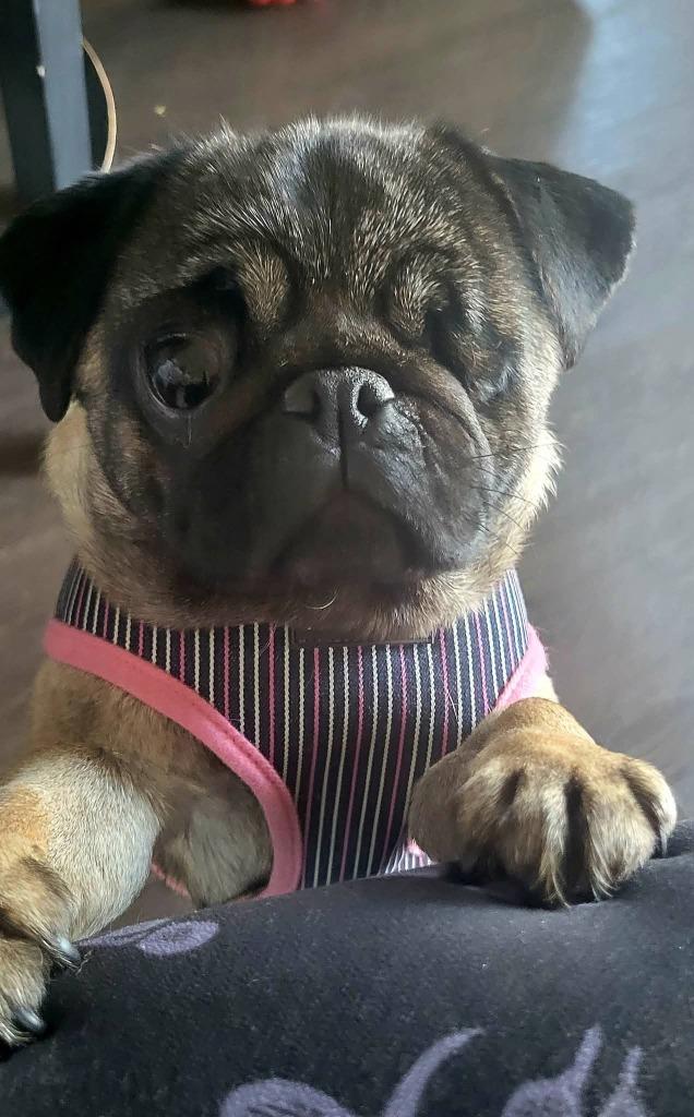 Enlarge Mimi, a Adoptable Pug in Toronto, ON image 4/6