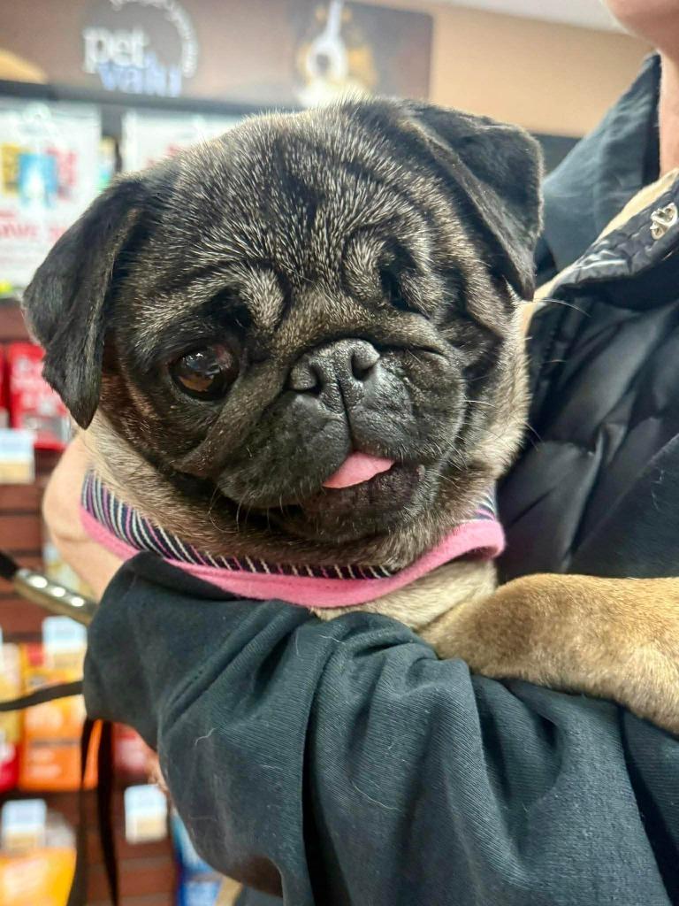 Enlarge Mimi, a Adoptable Pug in Toronto, ON image 5/6