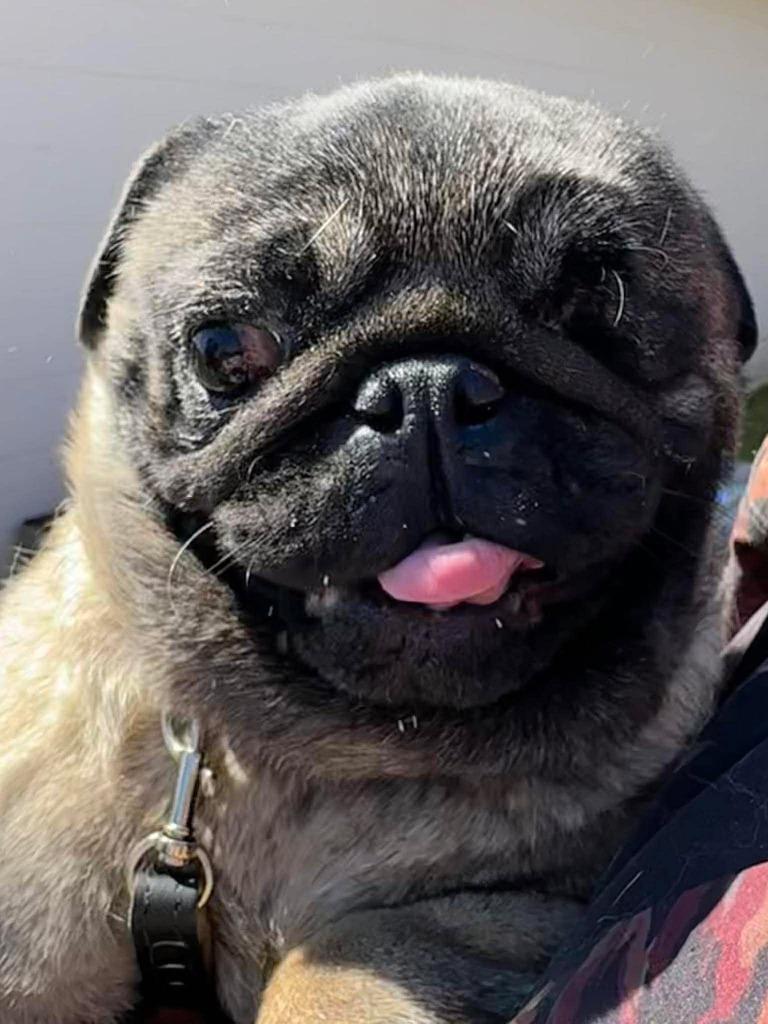 Enlarge Mimi, a Adoptable Pug in Toronto, ON image 6/6