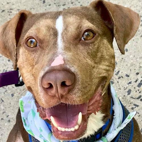 BamBam *Adopt or Foster*, a Adoptable Catahoula Leopard Dog in Fairfax, VA image 1/3