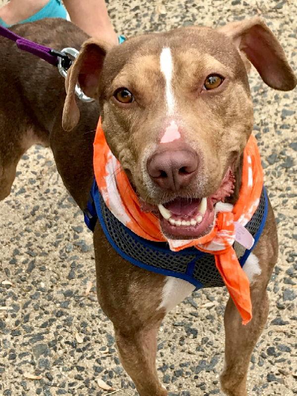 BamBam *Adopt or Foster*, a Adoptable Catahoula Leopard Dog in Fairfax, VA image 2/3