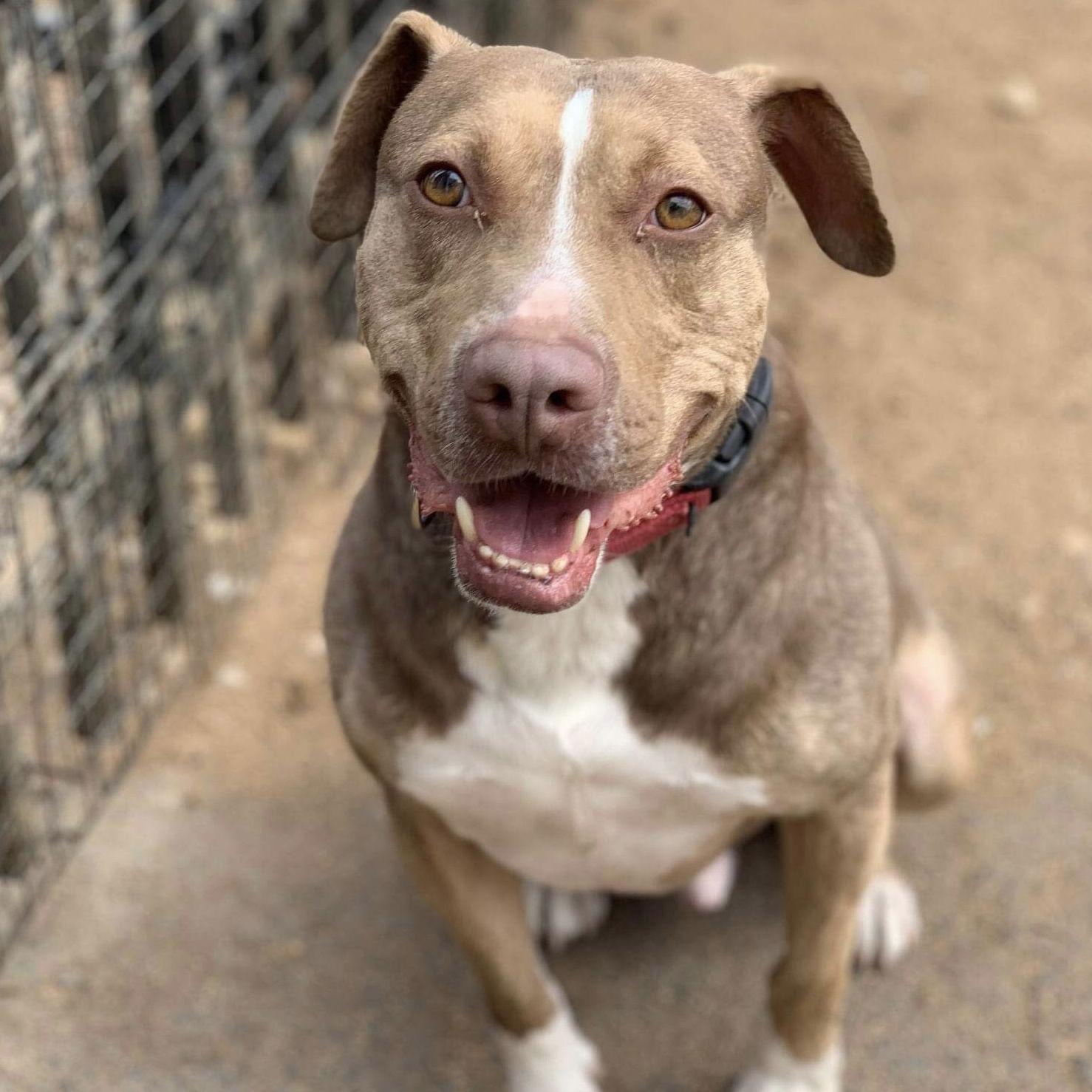 BamBam *Adopt or Foster*, a Adoptable Catahoula Leopard Dog in Fairfax, VA image 3/3