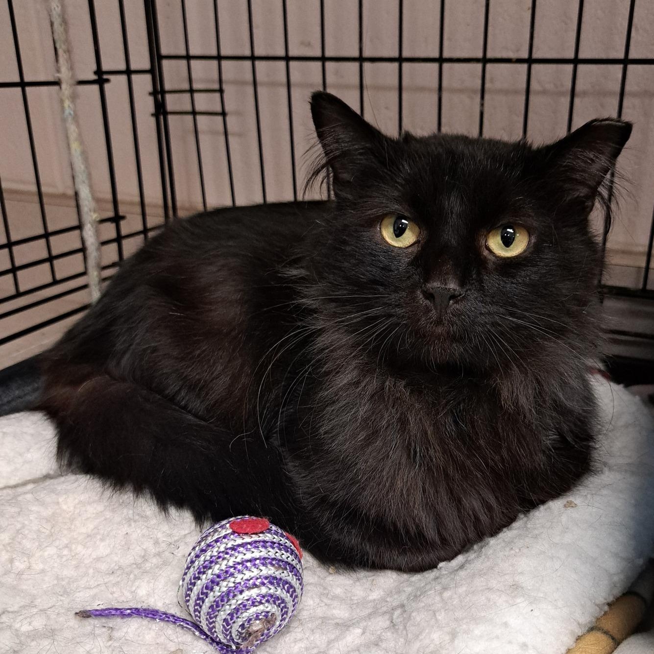 Faerie, a Adoptable Domestic Long Hair in Chilton, WI image 3/4