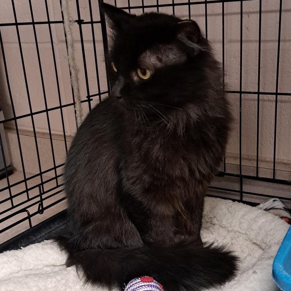 Faerie, a Adoptable Domestic Long Hair in Chilton, WI image 4/4