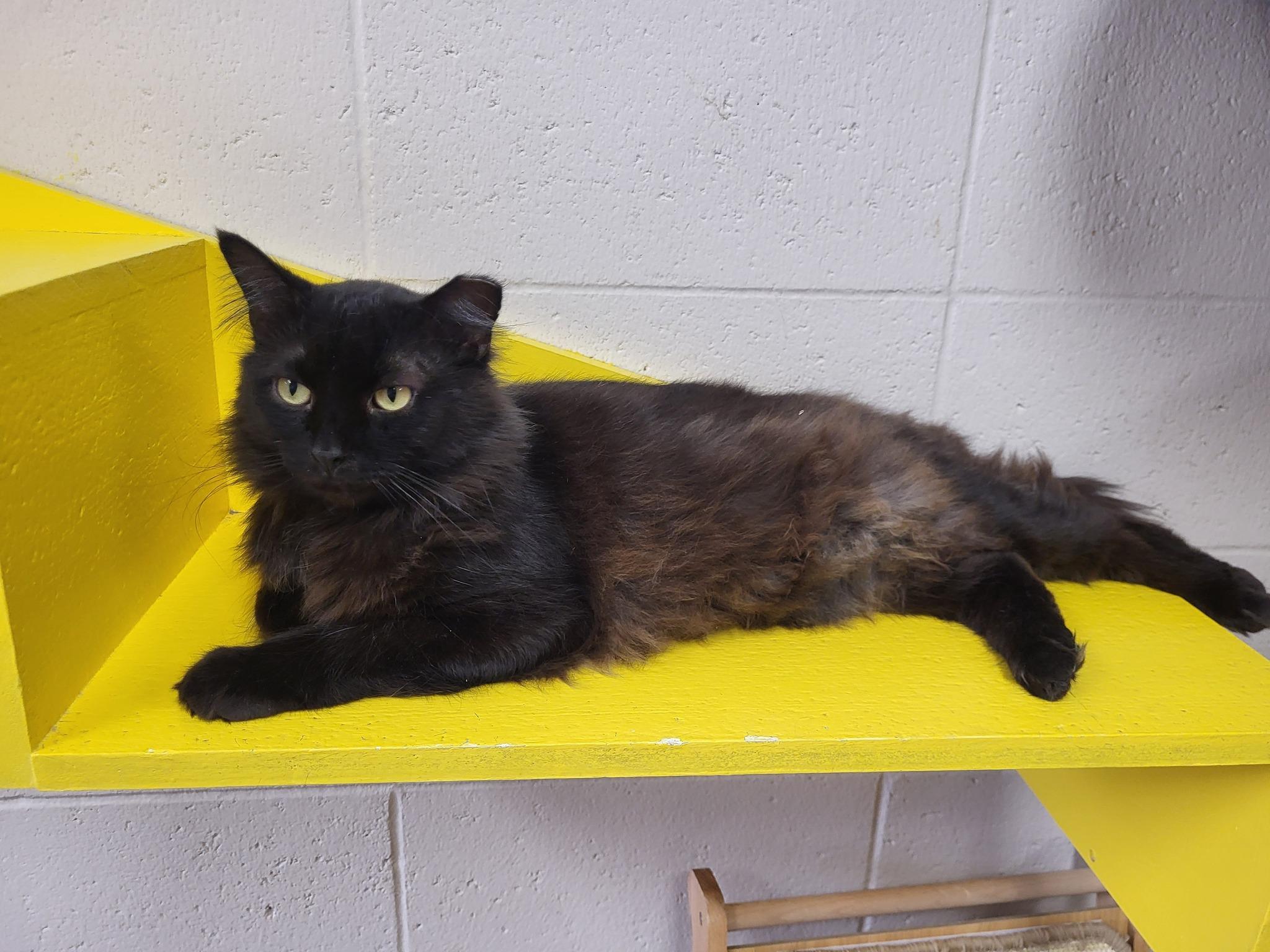 Faerie, an adoptable Domestic Long Hair in Chilton, WI, 53014 | Photo Image 4