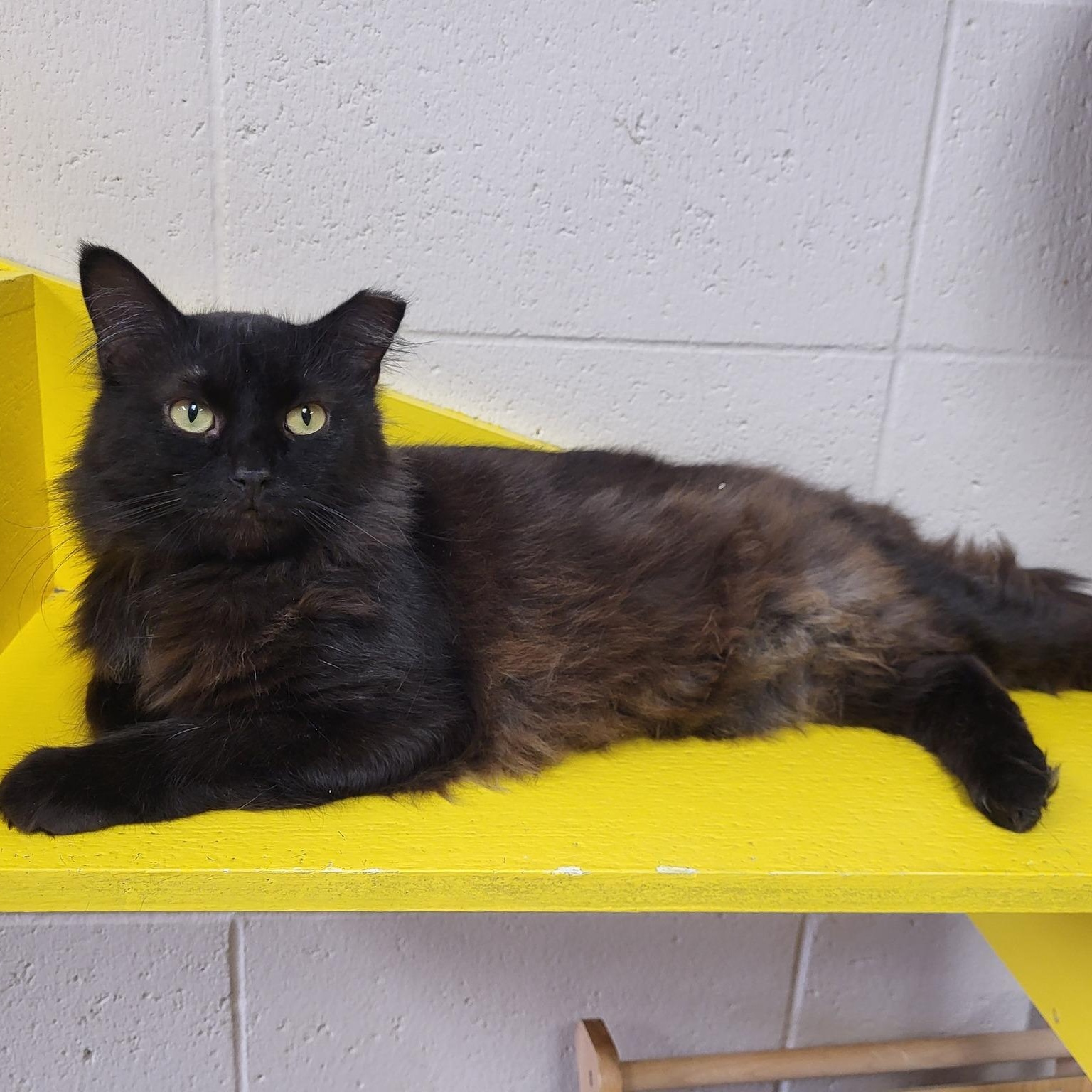Faerie, a Adoptable Domestic Long Hair in Chilton, WI image 2/4