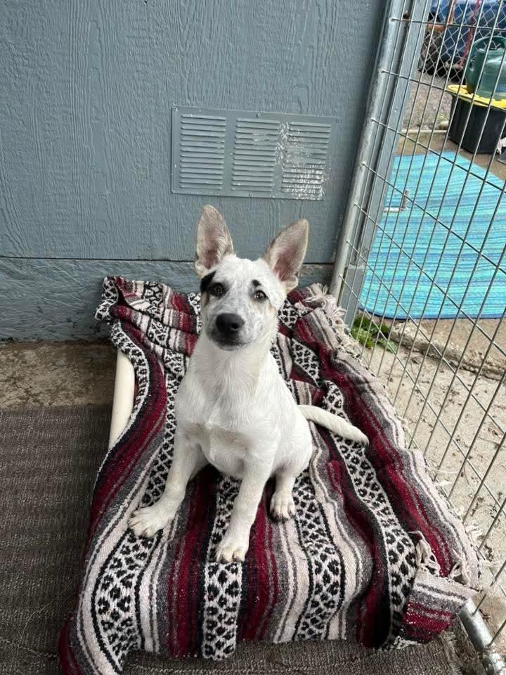 Lulu, Adopted, Puppy Female Australian Cattle Dog / Blue Heeler & Shepherd.