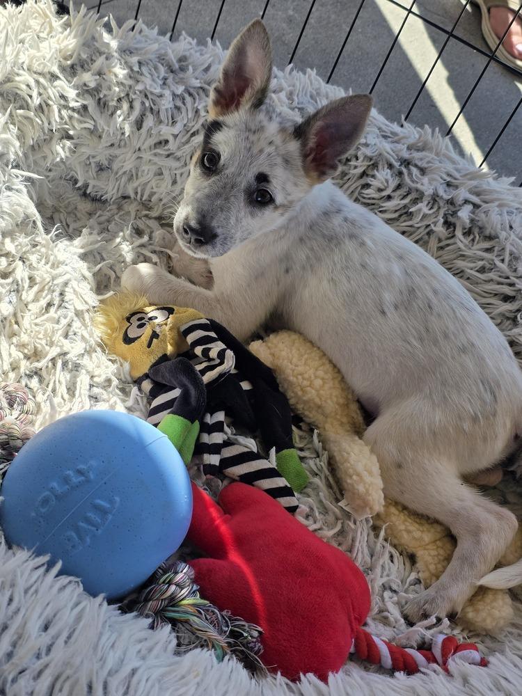 Enlarge Lulu, a Adopted mixed breed in Santa Rosa, CA image 3/3