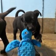 Enlarge Wags, a ADOPTABLE mixed breed in Louisburg, KS image 6/6