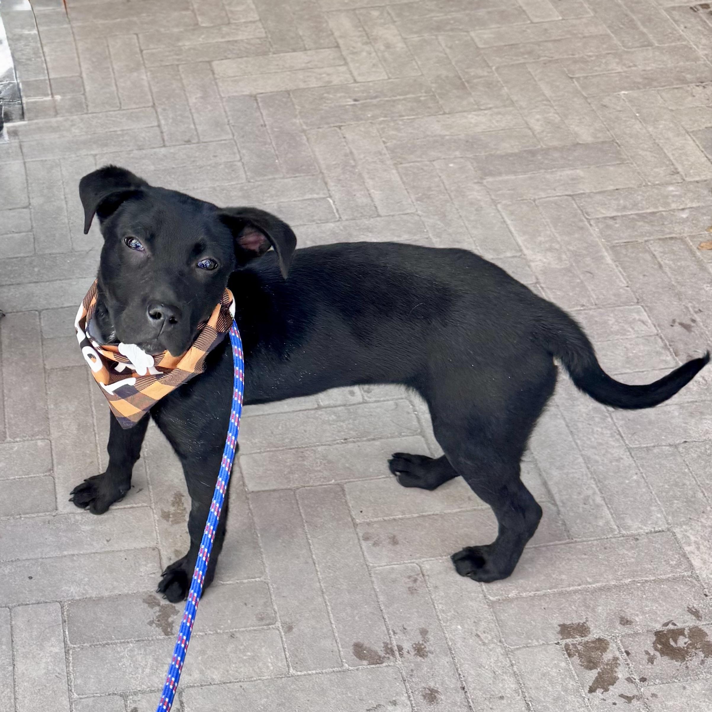 Wags, ADOPTABLE, Puppy Male Labrador Retriever & Border Collie.