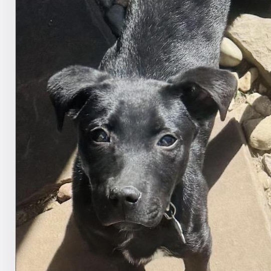 Enlarge Wags, a ADOPTABLE mixed breed in Louisburg, KS image 2/6