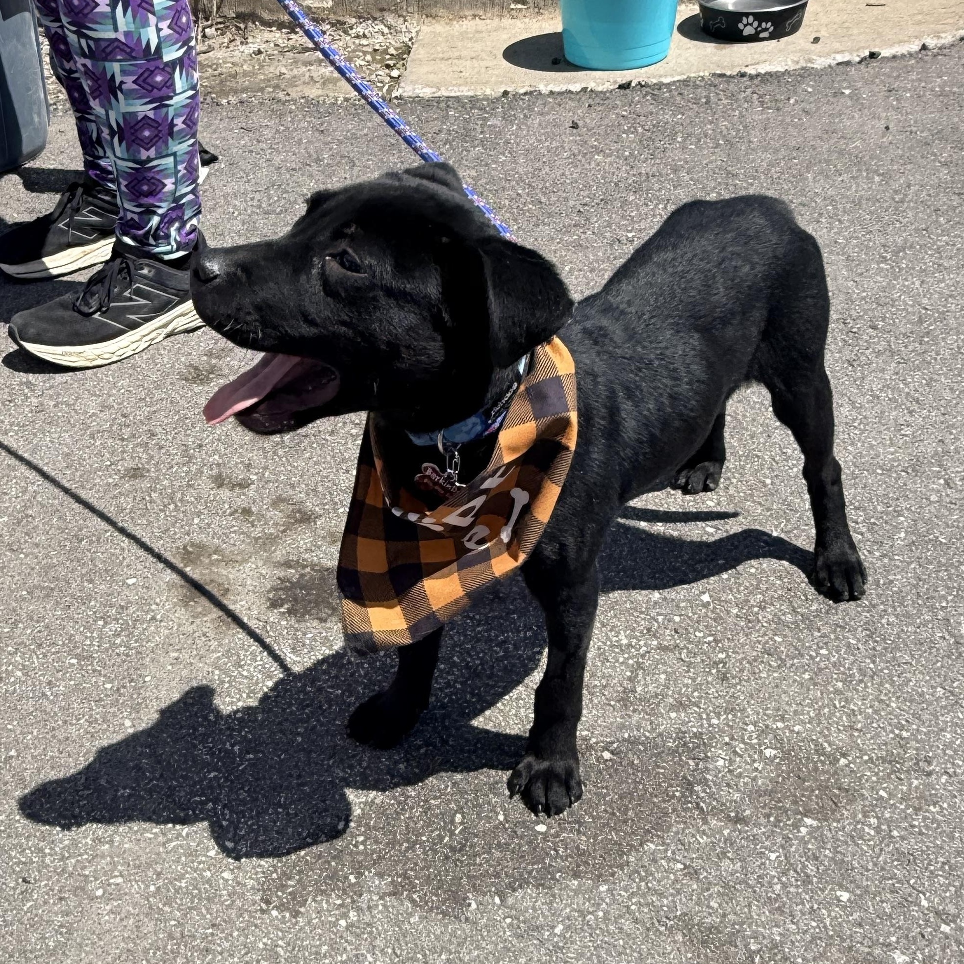 Enlarge Wags, a ADOPTABLE mixed breed in Louisburg, KS image 4/6