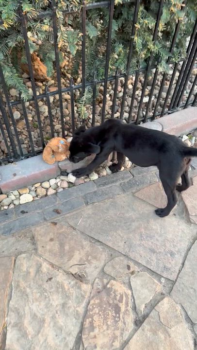 Enlarge Wags, a ADOPTABLE mixed breed in Louisburg, KS video 5/6