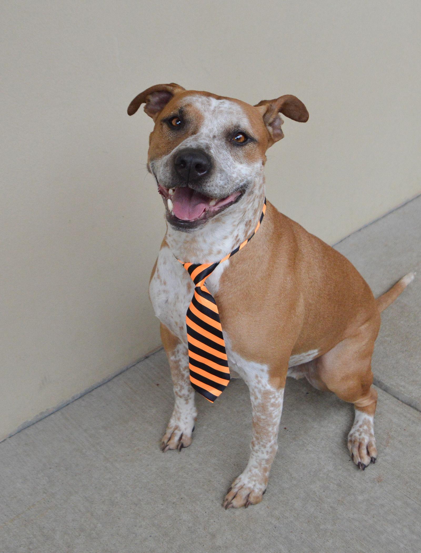 Diesel, a Adoptable Australian Cattle Dog / Blue Heeler in McKinney, TX image 1/3