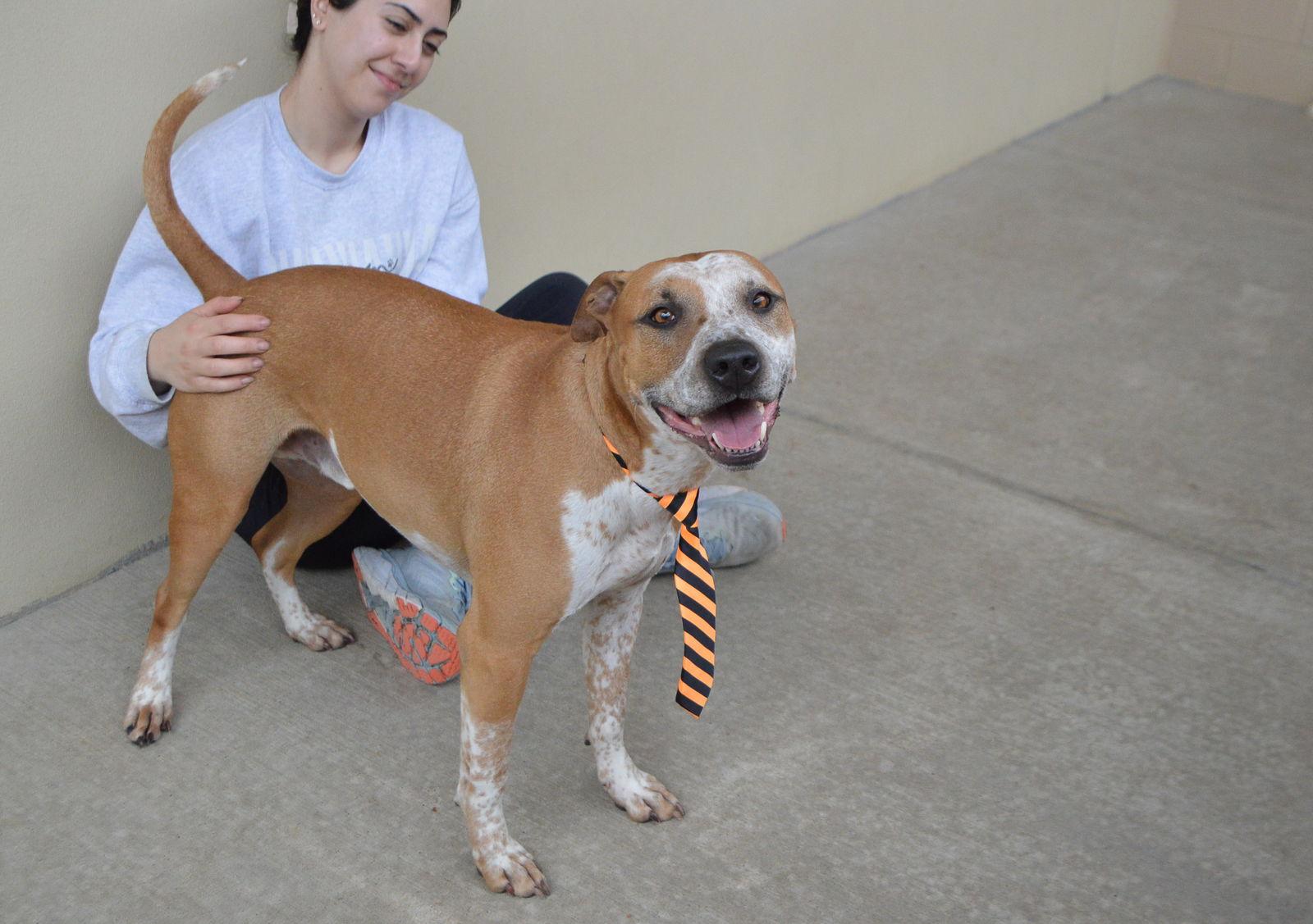 Diesel, a Adoptable Australian Cattle Dog / Blue Heeler in McKinney, TX image 2/3