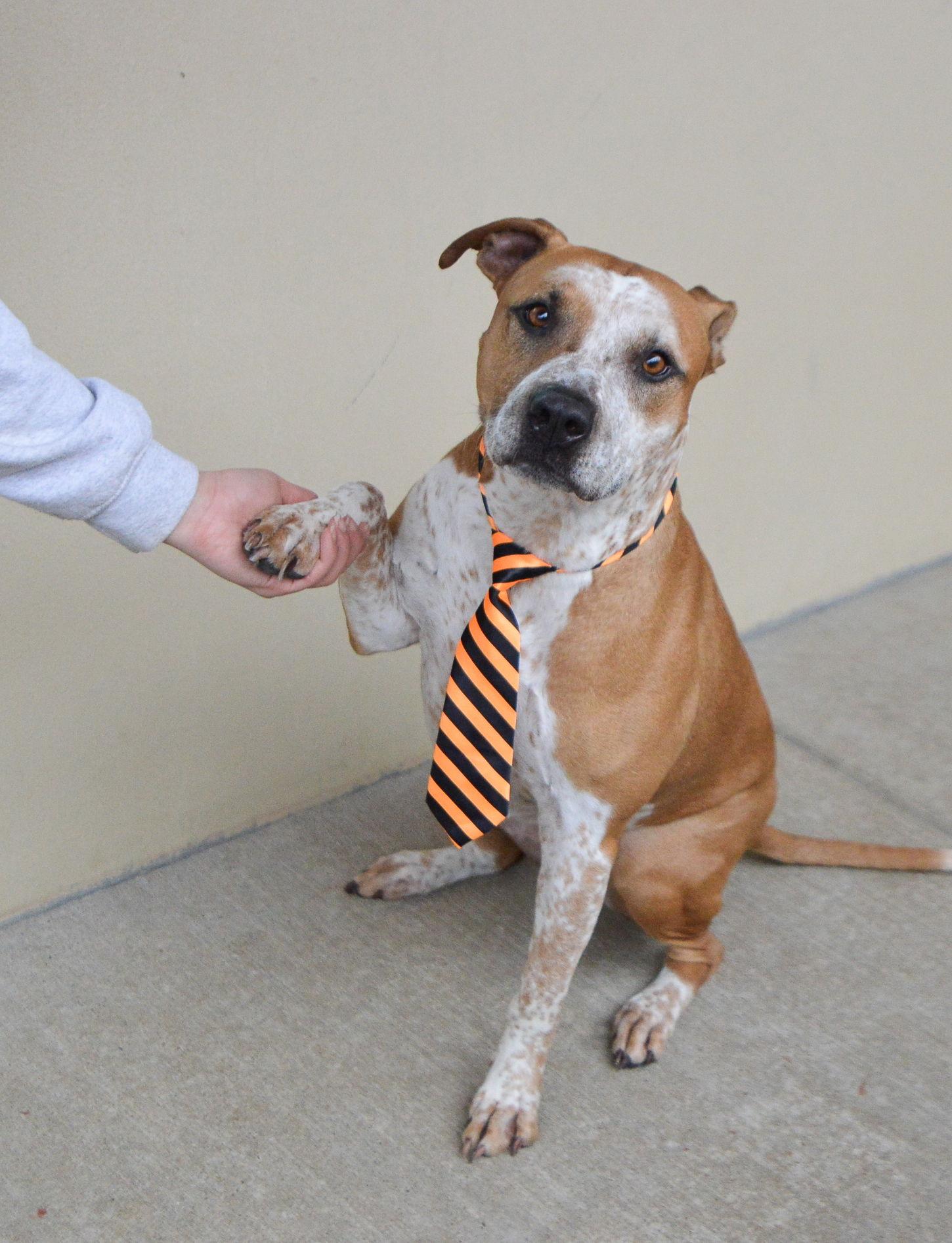 Diesel, a Adoptable Australian Cattle Dog / Blue Heeler in McKinney, TX image 3/3