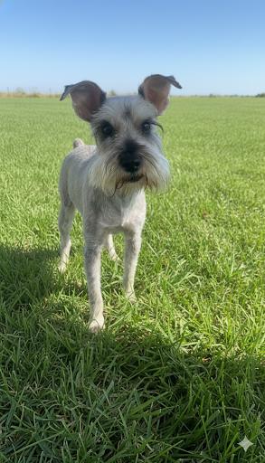 Dewey, adopted, Adult Male Miniature Schnauzer.
