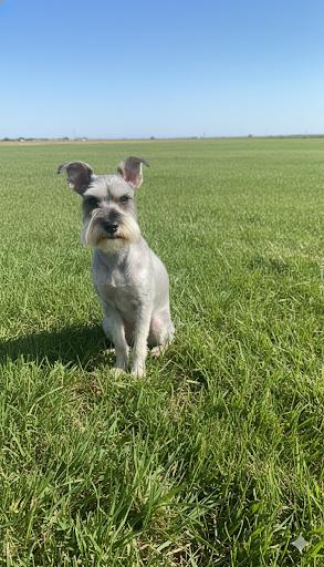 Enlarge Dewey, an adopted Miniature Schnauzer in Bakersfield, CA image 2/3