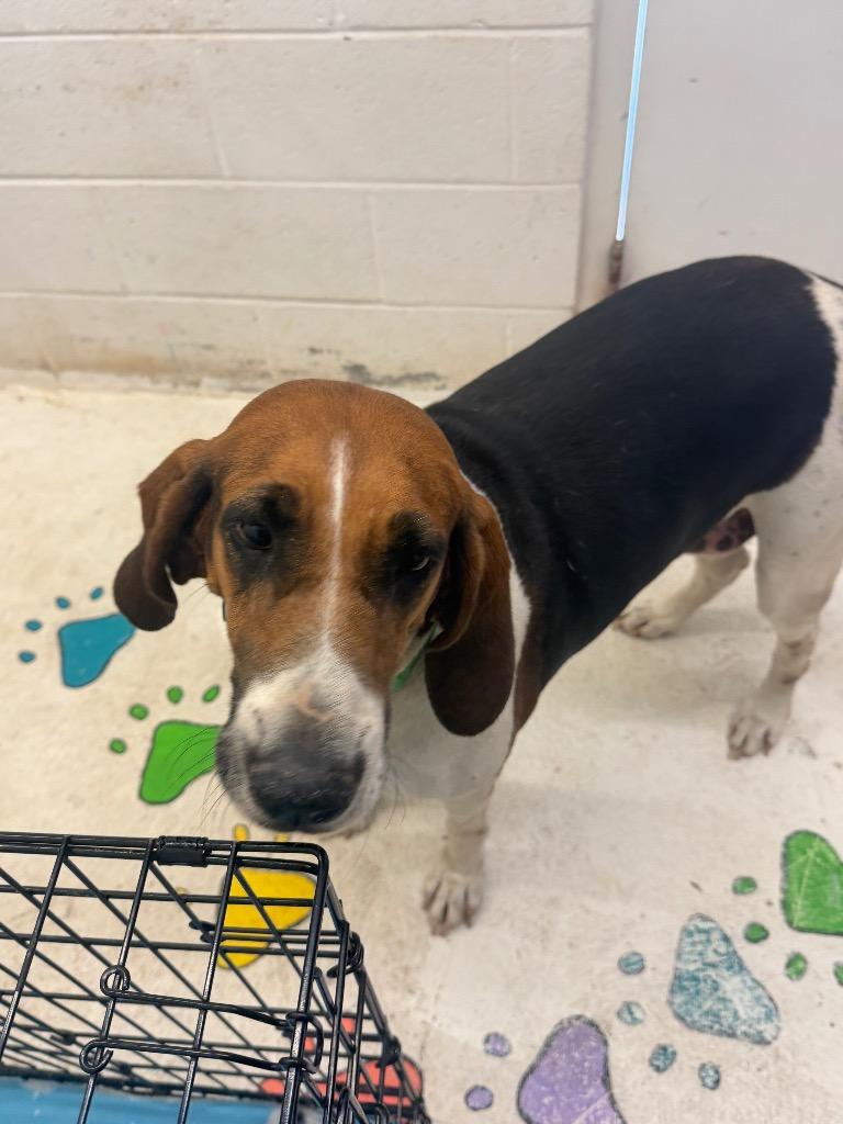 Enlarge Willow, a Adoptable Coonhound in Chickamauga , GA image 1/1