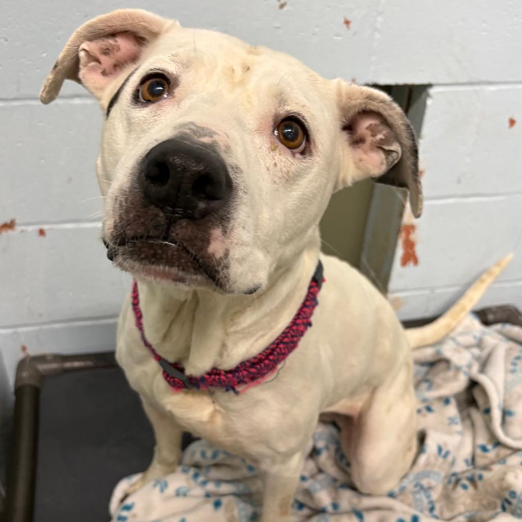 Sasha, Adoptable, Adult Female Pit Bull Terrier & Mixed Breed.