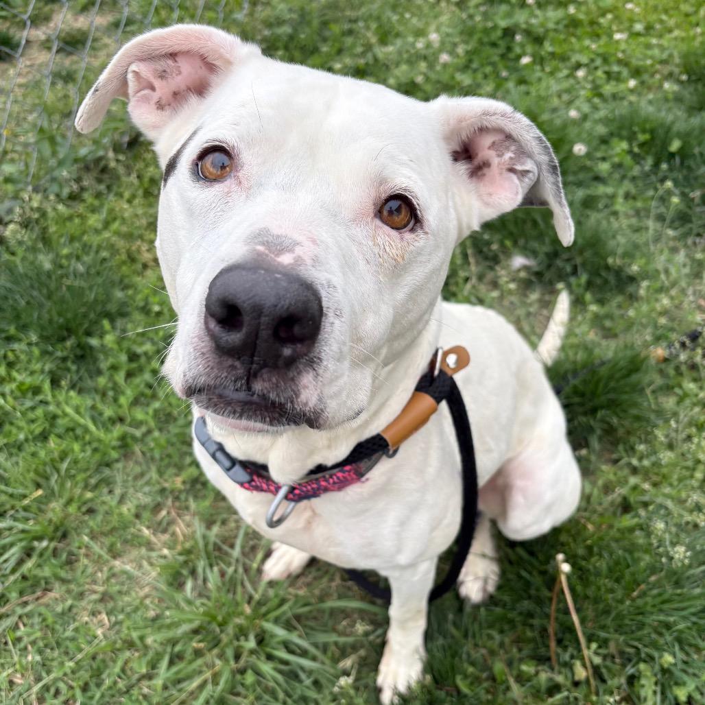 Sasha, Adoptable, Adult Female Pit Bull Terrier & Mixed Breed.