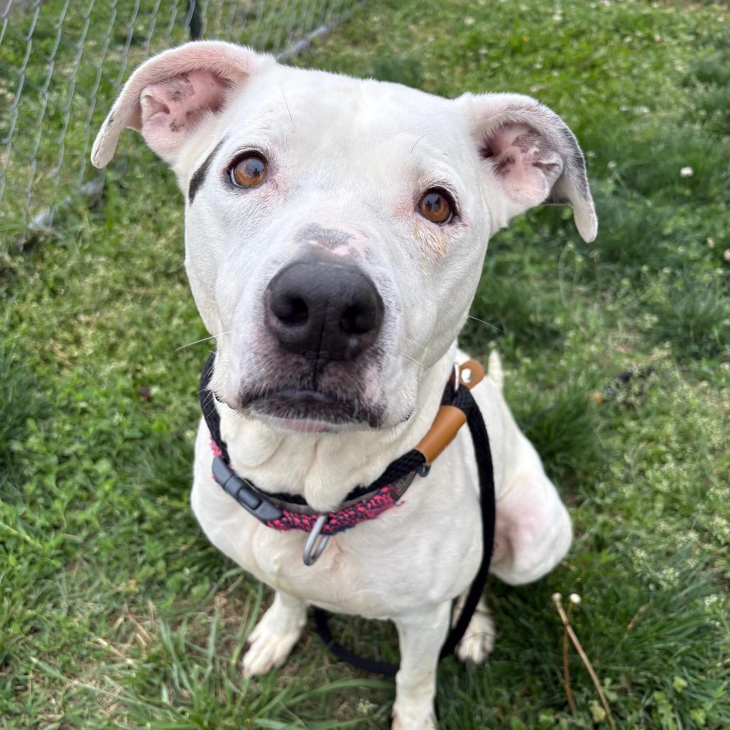 Enlarge Sasha, a Adoptable mixed breed in St Joseph, MO image 2/2