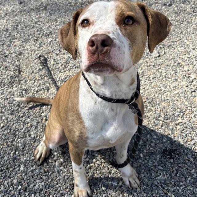 JUSTICE, Adoptable, Young Male Pit Bull Terrier & Mixed Breed.
