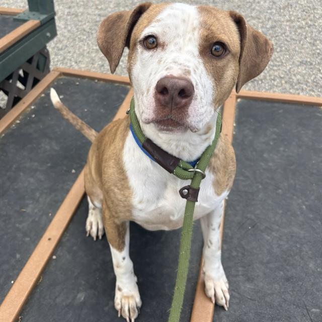 Enlarge JUSTICE, a Adoptable mixed breed in Lincolnton, NC image 1/1