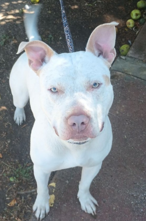 Enlarge Bodie, a Adoptable Pit Bull Terrier in Seal Beach, CA image 4/6