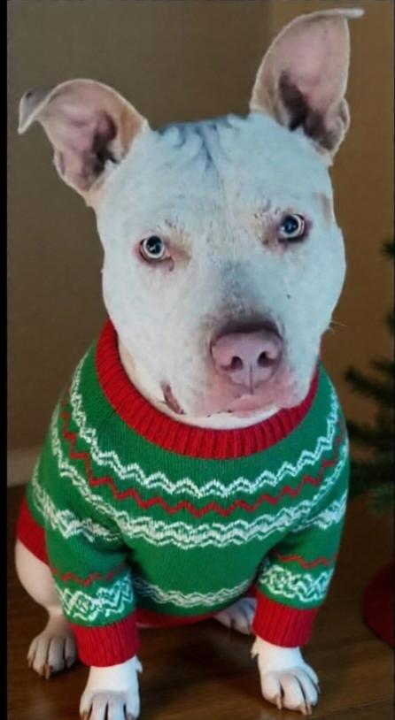 Bodie, Adoptable, Adult Male Pit Bull Terrier.