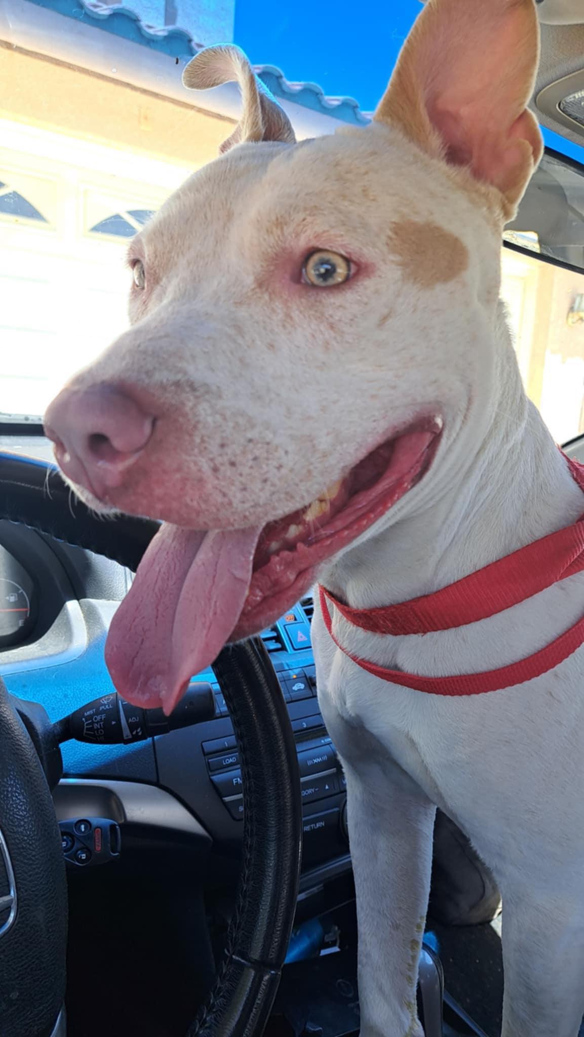 Enlarge Bodie, a Adoptable Pit Bull Terrier in Seal Beach, CA image 2/6